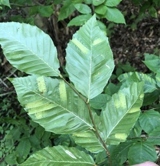 Litylenchus crenatae