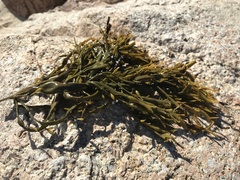 Ascophyllum nodosum