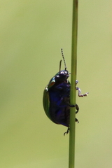 Chrysolina cerealis