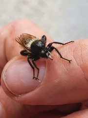 Laphria