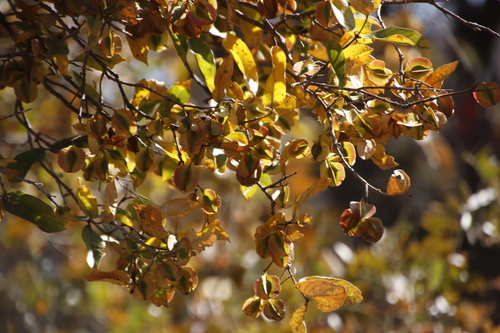 Combretum apiculatum image