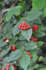Cotoneaster bullatus