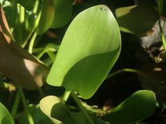 Pontederia