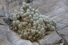 Escobaria tuberculosa