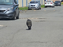 Sus scrofa domesticus