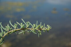 Suaeda prostrata