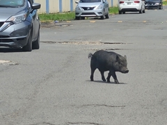 Sus scrofa domesticus