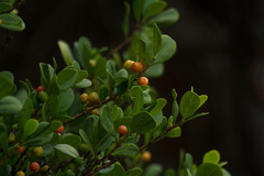 Cyclophyllum coprosmoides