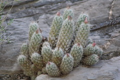 Escobaria tuberculosa