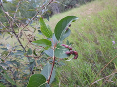 Thecabius populimonilis