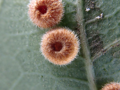 Neuroterus numismalis