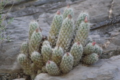 Escobaria tuberculosa