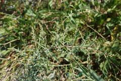 Suaeda prostrata