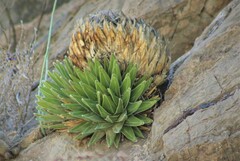 Agave victoriae-reginae