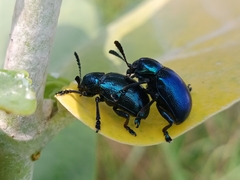 Platycorynus peregrinus