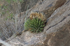 Agave victoriae-reginae