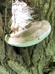 Ganoderma lobatum