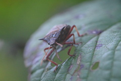 Picromerus bidens