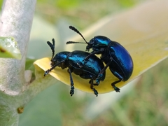 Platycorynus peregrinus