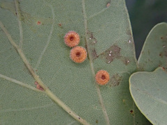 Neuroterus numismalis