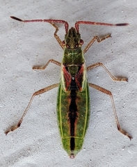 Myrmus miriformis