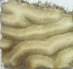 Pseudodiploria strigosa