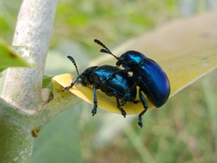 Platycorynus peregrinus