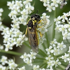 Tenthredo arcuata