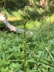 Platanthera stricta