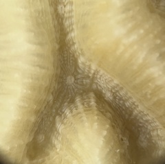 Pseudodiploria strigosa