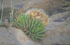 Agave victoriae-reginae