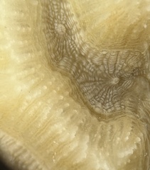 Pseudodiploria strigosa