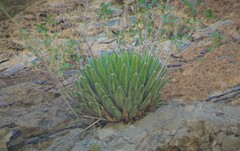 Agave victoriae-reginae