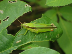 Gesonula