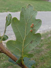 Neuroterus numismalis