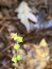 Agrimonia gryposepala