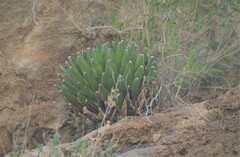 Agave victoriae-reginae