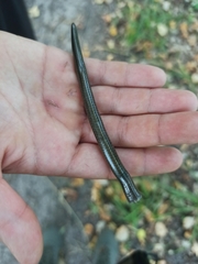 Anguis colchica