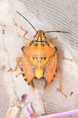 Carpocoris pudicus
