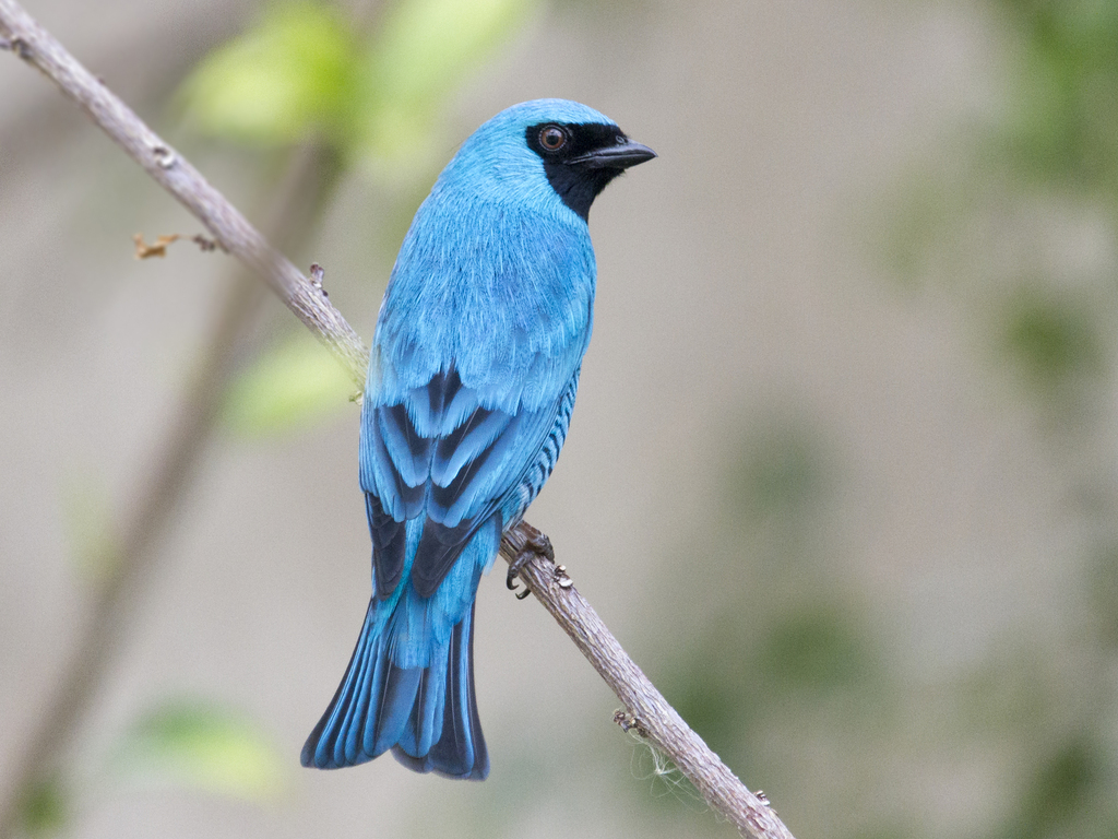 Swallow Tanager photo