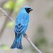 Swallow Tanager - Photo (c) Oswaldo Hernández, some rights reserved (CC BY-NC), uploaded by Oswaldo Hernández