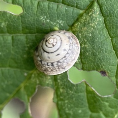 Hygromia cinctella