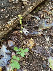 Agrimonia gryposepala