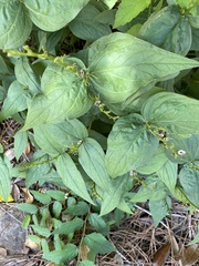 Spigelia marilandica