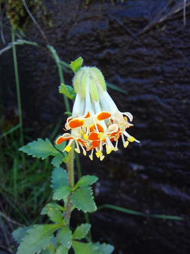 Glumicalyx flanaganii