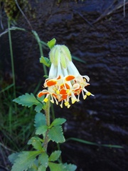 Glumicalyx flanaganii