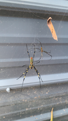 Trichonephila clavata