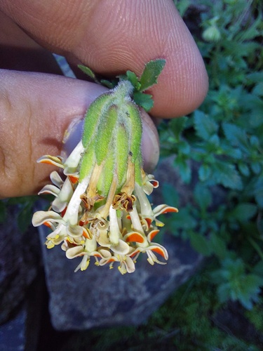 Glumicalyx flanaganii, photograph 4