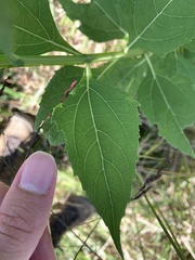Verbesina occidentalis