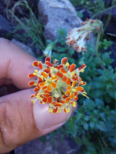 Glumicalyx flanaganii, photograph 3